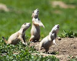 3 prarie dogs.jpg