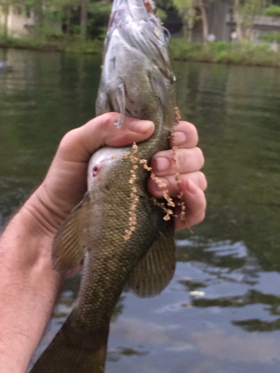 3B09BA81-635C-466B-A710-3DF6565E3CF7.jpeg