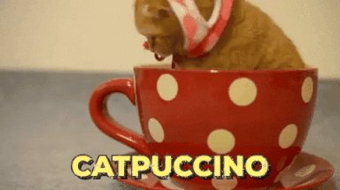 3o6ZtnNhwI9fdJjpw4.gif