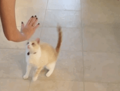3oKIPbOaTdyWc8iUWA.gif