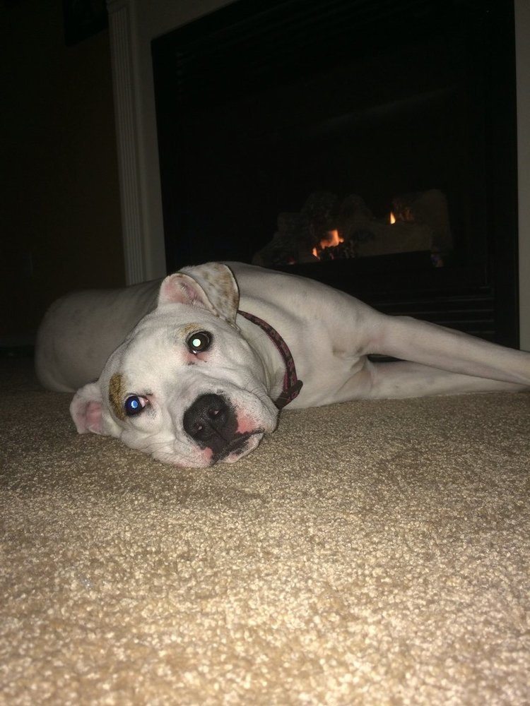 407dog.jpg