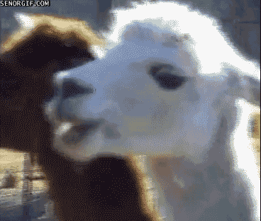 4361F8FE-FF28-48AC-8C18-B128BFA84D25.gif