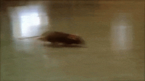 4385233.gif