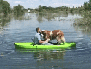 4bba063f34f.gif