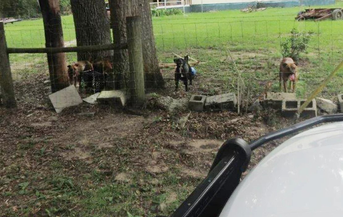 5 dogs.jpg