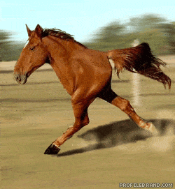 566_two-leg-horse[1].gif