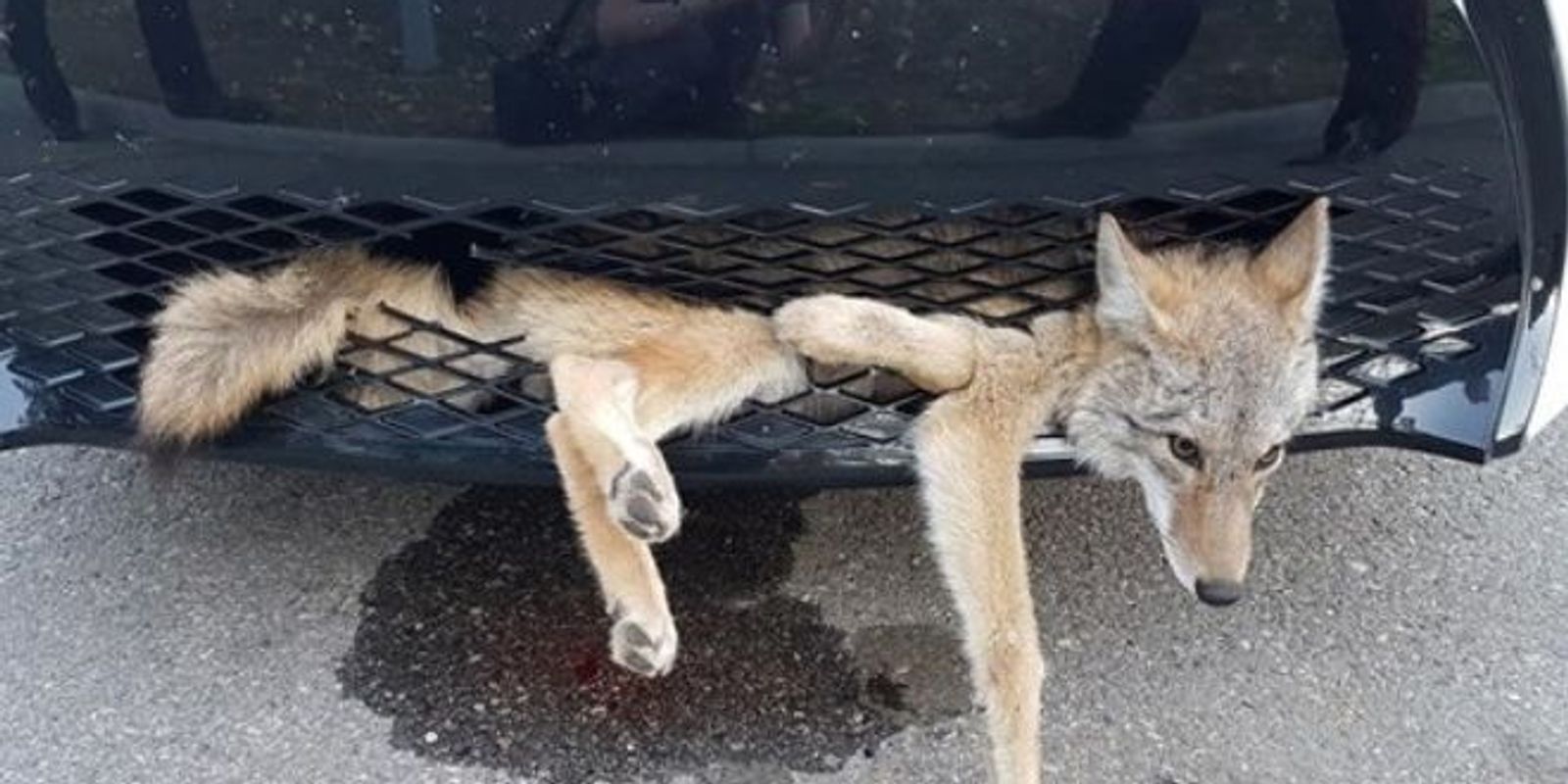 636408546662793435-coyote-embedded.jpg