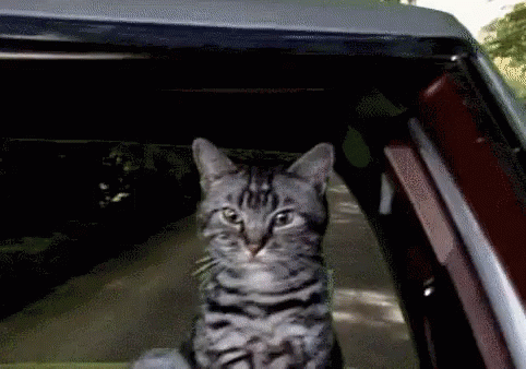65F15822-F634-4E1B-B5B6-1E63F8787802.gif
