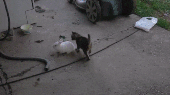 7b9efdf31.gif