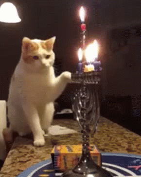 8029494.gif