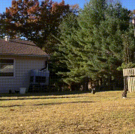 86c25353.gif