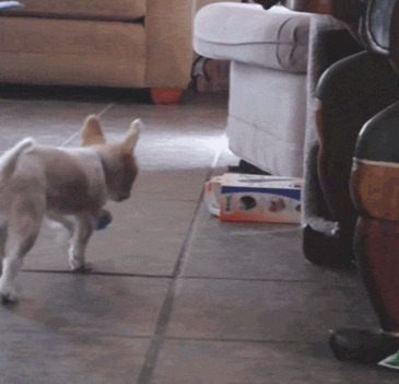 8DF567CB-8A2C-4B60-AFA0-24CB2354C53B.gif