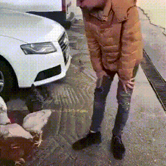 9190e42775.gif