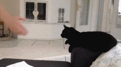 91feb1d517.gif