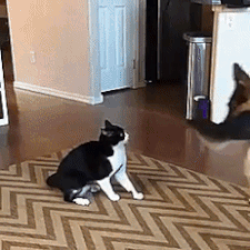 95b2b14.gif
