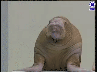 9CFF825D-398D-4362-8929-46B22B7A7C01.gif