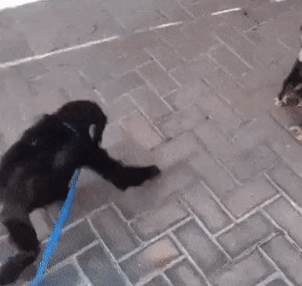 9e5d0f587c98636ed6dc2c256b780b35.gif