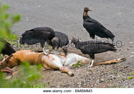 a-flock-venue-black-vultures-on-a-deer-carcass-in-lorton-virginia-bmbmm3.jpg