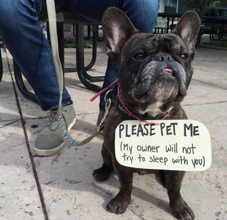 a-funny-animals-3.jpg
