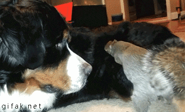 AFE2EE6B-F367-40CD-A64A-409DE5D7571A.gif