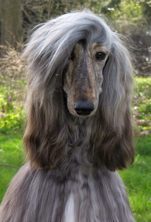 Afghan Hound 2.jpg