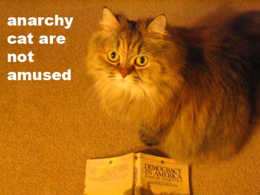 anarchy cat not amused.jpg