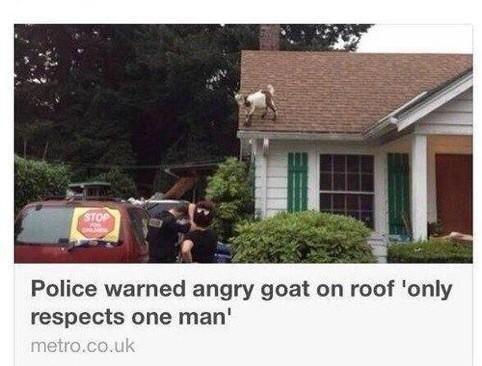 angrygoat.jpg