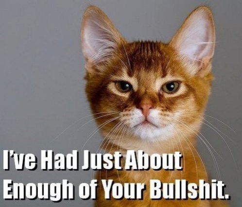 animal-funny-cat-pictures-with-captions-33-48-funny-cat-pictures-with-captions.jpg