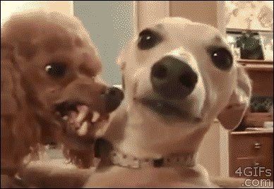 animal_gifs_33.gif