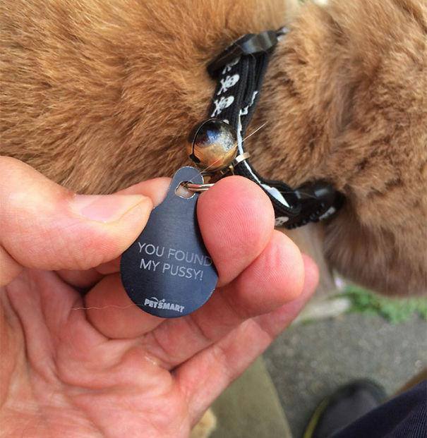 animals-collar-tags-25-photos-1.jpg