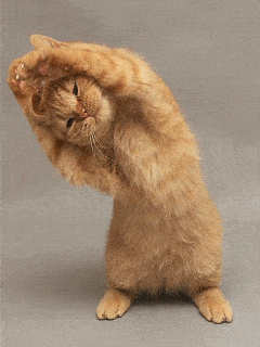 animals9.gif