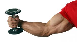 Arm-Muscle-Building.jpg
