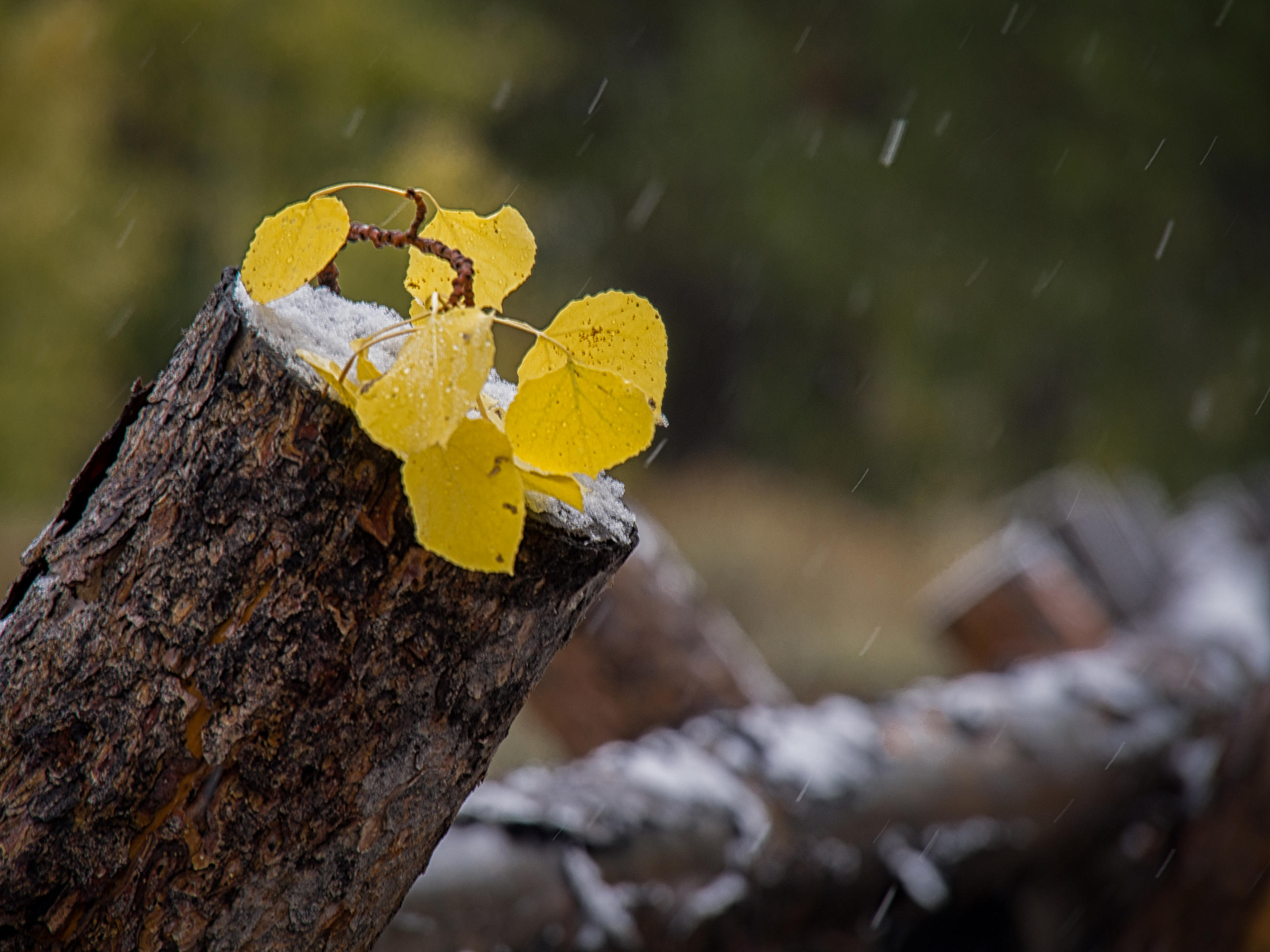 Aspen leaves on rail fence post-P9260311-.jpg