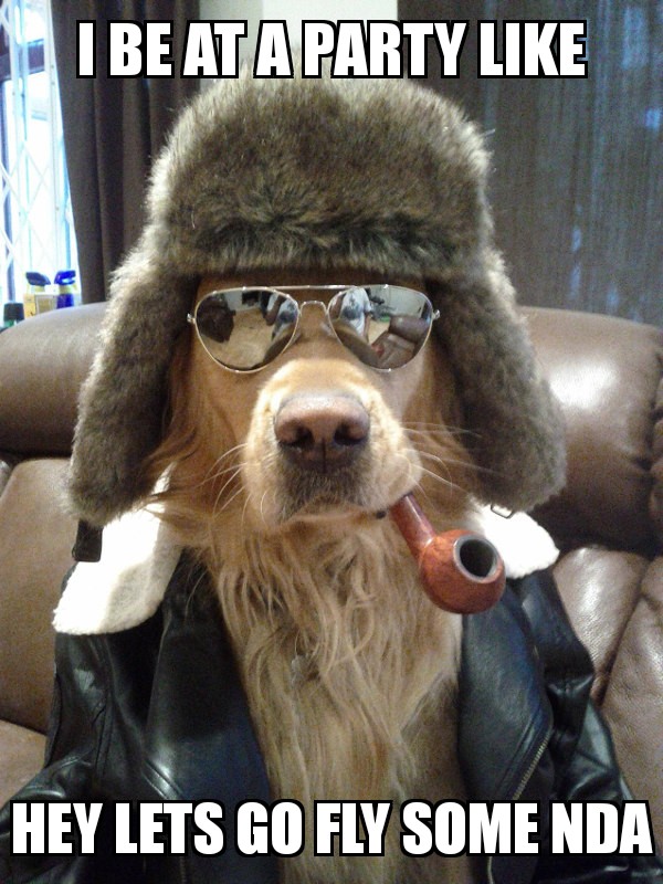 Aviator Dog 15072017185252.jpg