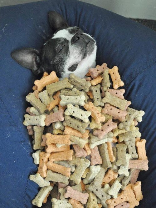 awesome_dog_owners_7.jpg