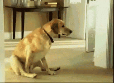 B9540611-D3CD-4E2A-8365-900F204E68D5.gif