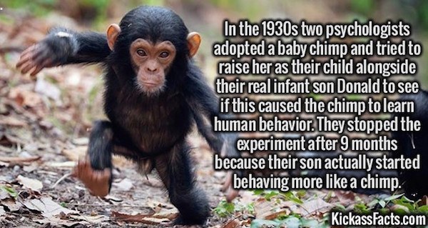 baby-chimp-vs-human-baby.jpg