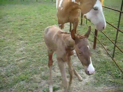 baby-horse-fold-falls-over-backwards-13672549957.gif