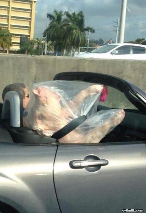 Bacon_Transport.jpg