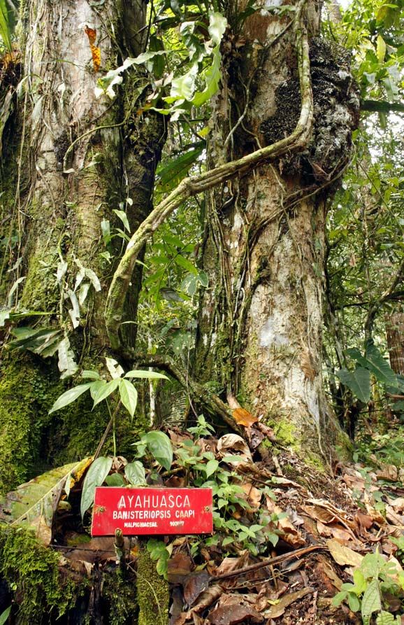 Banisteriopsis-caapi-family-South-American-Malpighiaceae-ayahuasca.jpg