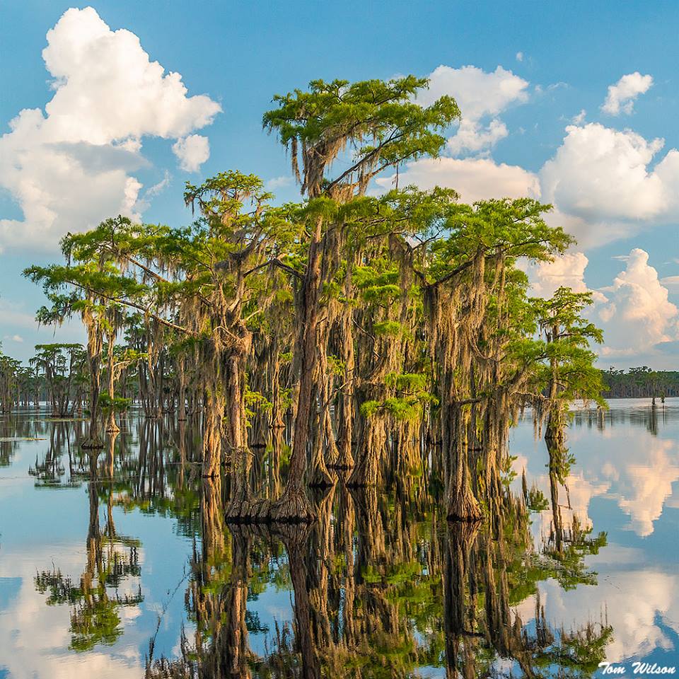 Banks Lake - Tom Wilson.jpg