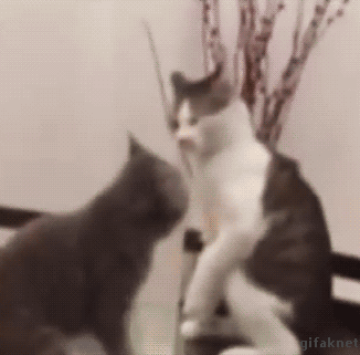 BCF05CE0-8B3C-4131-B540-1CD03DC00339.gif