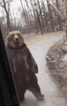 bear-cute.gif