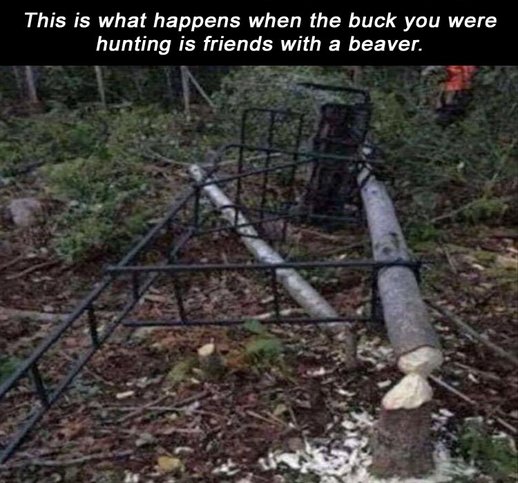 beaver.jpg