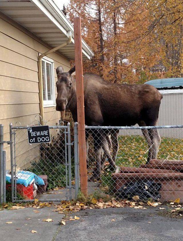 beware_of_dog_01.jpg