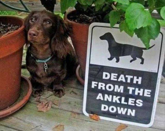 beware_of_dog_22.jpg
