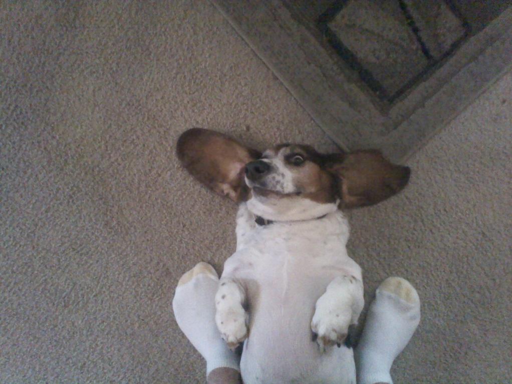 big ears.jpg