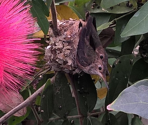 Bird 03162017.jpg