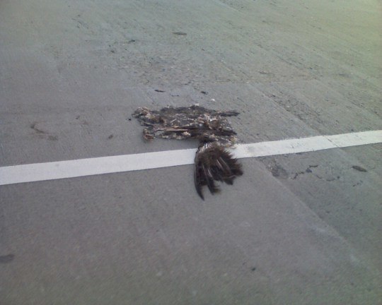 bird-roadkill.jpg
