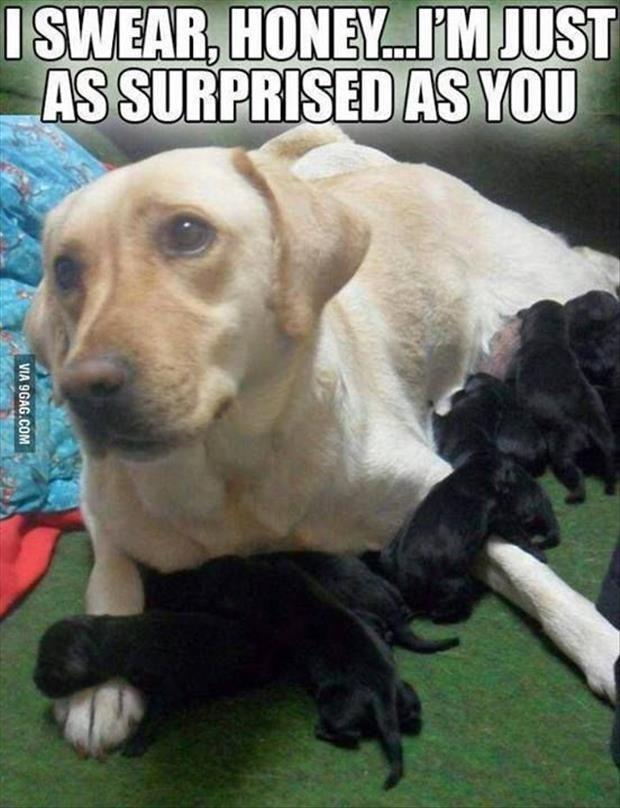 black-puppies.jpg